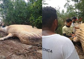 Bangkai Ikan Paus Ditemukan Terdampar di Tengah Hutan Amazon, Penyebabnya Masih Misterius!