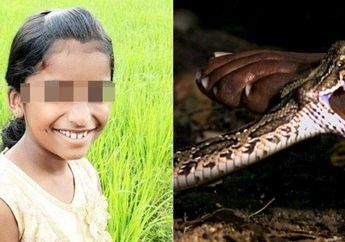 Seorang Murid SD Tewas Digigit Ular di Sekolah, Kalau Saja Gurunya Tidak Menganggap Aduannya Sebagai Candaan, Nyawanya Masih Bisa Diselamatkan