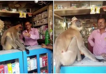 Terluka Gegara Gelut dengan Rekannya, Monyet Ini Datangi Apotek untuk Minta Obat Merah