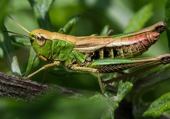 Arti Mimpi Melihat Belalang Memakan Daun, Ternyata Jadi Pertanda Bakal Datangnya Rezeki Lho, Simak Penjelasannya