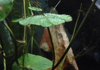 2 Tahun Lebih Akuarium Ini Tidak Pernah Dibersihkan, Pemiliknya Terkaget-kaget Saat Temukan Hewan 'Mengerikan' Sepanjang 1,2 Meter Ini