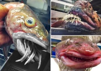 Tarik Jaringnya yang Jatuh, Siapa Sangka Nelayan Ini Tangkap 'Monster Laut' Mengerikan yang Muncul dari Dasar Lautan