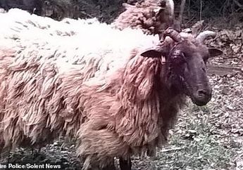 Sambil Cekikikan, 'Geng' Ini Tega Pukuli Domba Menggunakan Tongkat Kayu, Batu-bata, dan Merobek Tanduknya, Hakim: Kalian Patut Masuk Penjara