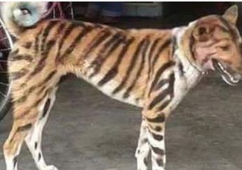 Seorang Petani Ubah Anjingnya Jadi Mirip Harimau, Tujuan di Baliknya Begitu Cerdas