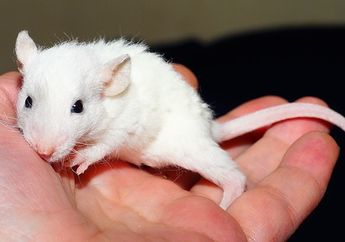 6 Arti Mimpi Tikus Putih, Pertanda Ada yang Iri Sama Kamu, Segera Cek Sekeliling