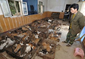 Tukang Daging Ini Diduga Rebus Kucing Hidup-hidup untuk Dijadikan Dompet Serta Baju Lucu, 500 Kucing Dulu Juga Pernah Ketahuan Diangkut