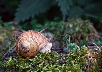 Arti Mimpi Melihat Keong Emas Ternyata Jadi Pertanda Baik Ini, Bakal Dilimpahi Rezeki? Simak Penjelasannya