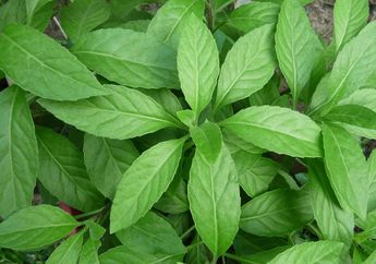 Manfaat Daun Dewa Termasuk untuk Kecantikan Wajah, Ternyata Punya Kandungan Ini yang Berkhasiat dalam Perawatan Kulit