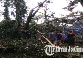 Keasyikan Ngopi di Warung Saat Hujan Lebat, Nyawa Mahasiswa di Kediri Ini Melayang Akibat Tertimpa Pohon