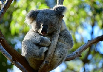 Koala Disebut Sebagai Koala Bears dalam Bahasa Inggris, Apakah Koala Termasuk dalam Keluarga Beruang?