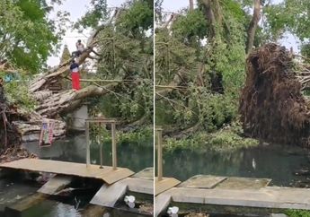 Porak Poranda Akibat Angin Puting Beliung, Tempat Wisata Umbul Manten Rusak Parah Sampai Pepohonan di Sekitarnya Tumbang