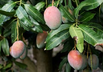 Khasiat Tak Terduga Daun Mangga, dari Obati Telinga Mendengung, Luka Hingga Batuk, Musim Hujan Begini Berguna Banget! 