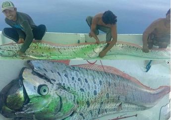 BMKG Buka Suara Perihal Kemunculan Ikan 'Pembawa Pesan' yang Disebut Jadi Pertanda Bakal Terjadi Bencana Dahsyat