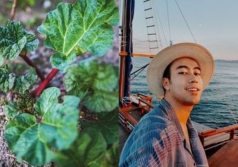 Penyanyi Tampan Vidi Aldiano Divonis Kanker Ginjal, Kenali Tanaman Ini yang Terbukti Ampuh Membunuh 50 Persen Sel Kanker dalam Waktu 48 Jam!