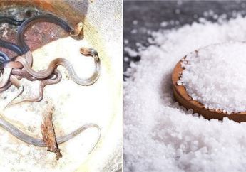 Viral Teror Ular di Beberapa Wilayah Indonesia, Benarkah Ular Bisa Diusir Hanya Dengan Menaburkan Garam? Ini Faktanya!