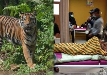 Diterkam Harimau Sampai Kaki dan Tulang Rusuknya Hilang, Petani Kopi Tewas Dikoyak di depan Mata Sang Istri