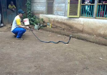 Ular Kobra Sepanjang 4 Meter Muncul di Sulawesi Selatan, 4 Korban Dipatuk Sang Hewan Melata dan 2 di Antaranya Tewas!