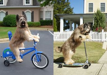 Sangat Berbakat, Anjing Pintar Ini Bisa Kendarai Skuter dan Sepeda Sendirian Hingga Berhasil Pecahkan Rekor