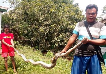 Heboh Ular Masuk ke Rumah, Cara Ampuh Usir Mereka Bukan dengan Garam!