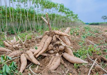 Sering Dianggap Makanan Kampung, Ternyata Umbi-umbian Ini Bermanfaat Untuk Kesuburan