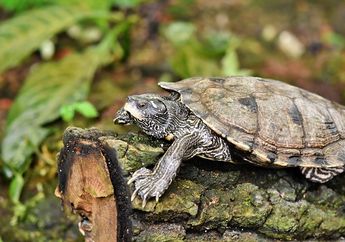 Arti Mimpi Melihat Anak Kura-kura, Ternyata Jadi Pertanda Bakal Dapat Pasangan Hidup? Simak Penjelasannya