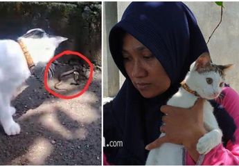 Satu Keluarga Nyaris Jadi Korban 3 Ular Kobra, Kucing Peliharaan Ini Selamatkan Seisi Rumah Majikannya hingga Viral Media Sosial! Begini Kisahnya