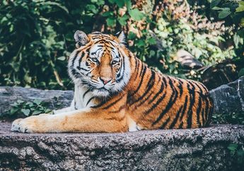 Berhadapan Langsung dengan Harimau hanya Sejauh 60 Sentimeter, Warga Muara Enim Ini Ceritakan Kisahnya yang Lolos dari Terkaman Gara-gara Ajak Mamalia Hutan Itu Berbicara!