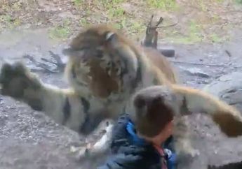 Pria Ini Dibenci Setengah Mati olah Warganet, Lihat Saja Ucapan dan Reaksi Pria Ini saat Anaknya 'Diserang' Harimau, Pantas!