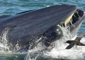 Seorang Pria Hampir Mati Ditelan Ikan Paus, Caranya Keluar dari Mulut Hewan Raksasa itu Sangat Dramatis