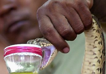 Teror Ular Kobra Melanda, Indonesia Ternyata Hanya Punya 2 Jenis Serum Anti Bisa