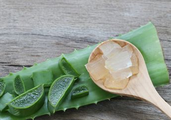 Nyesel Baru Tahu! Ternyata Hilangkan Kerutan di Wajah Cukup Gunakan Gel Lidah Buaya dengan Cara Mudah Ini