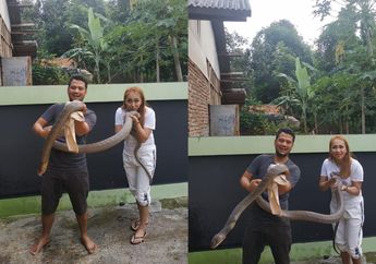 Si Raja Ular Garaga Makin Eksis dan Tenar, Paranormal Anacikey Turut Pamerkan Momen saat Berjumpa dengan Ular King Cobra Milik Panji Petualang!
