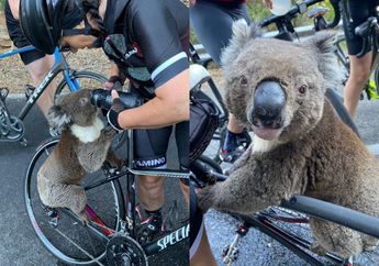 Tak Kuat Menahan Rasa Haus, Seekor Koala Nekat Mengejar Pengendara Sepeda Demi Meminta Seteguk Air!