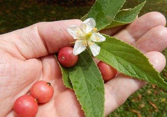 Manfaat Buah Kersen yang Dihargai Hampir Setengah Juta per Kilo, Mulai Atasi Kram Perut Hingga Obat Anti-Kanker