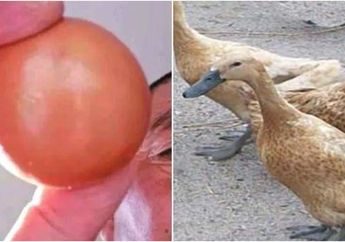 Bebeknya Tak Bertelur 5 Tahun Pria Ini Menyembelihnya, Tapi Malah Temukan Benda Senilai 1 Unit Mobil Ini di Dalamnya, Netizen Sampai Dibikin Geger