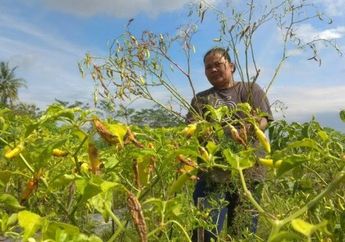 Alami Nyeri Sendi? Hilangkan dengan Cepat dengan Obat Alami Daun Cabai