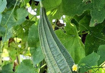 Sayuran Oyong yang Biasa Dimasak Sop Juga Miliki Manfaat Kesehatan, Salah Satunya Kontrol Gula Darah