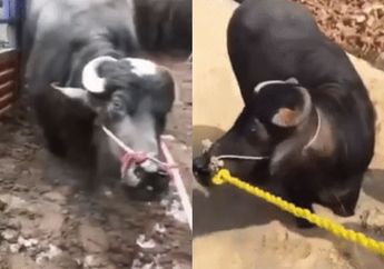 Viral Video Induk Sapi Betina Berlutut di Depan Tukang Jagal, Memohon sampai Berlinang Air Mata agar Tidak Disembelih karena Sedang Mengandung!