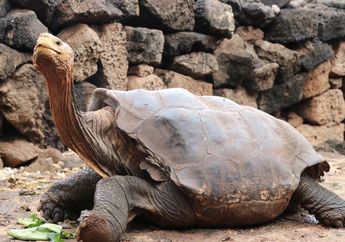 Nggak Nyangka! Kura-kura Berumur 100 Tahun Ini Telah Menyelamatkan Spesiesnya dari Kepunahan dengan Menjadi Playboy