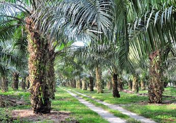 Kekayaannya Capai Puluhan Triliun, Inilah 5 Orang Paling Tajir di Indonesia Berkat Bisnis Sawit
