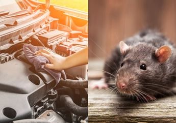 Fatal Bila Dibiarkan, Simak Cara Mengusir Tikus dari Ruang Mesin Mobil