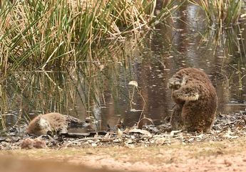 Walaupun Lucu, Rupanya Koala Dapat Berduka dan Sedih Saat Temannya Meninggal, Foto Mengerikan dari Australia Ini Buktinya