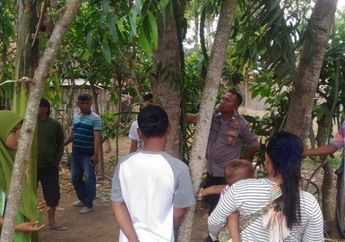 Suara Misterius 'Kayak Suara Perempuan Nangis,' Warga Berbondong-bondong Antre Tempelkan Telinga ke Pohon 'Menangis' Setinggi 20 Meter di Jember, Ladang Pak Aziz Mendadak Ramai