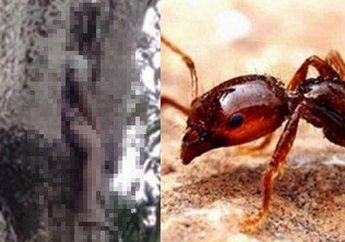 Waspadalah! Tengah Menebang Pohon, Pria Ini Digigit Semut Merah hingga Sebabkan Kematian, Lakukan Pertolongan Pertama Ini Jika Tergigit