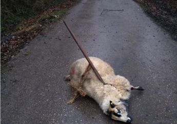 Ditusuk dengan Garpu Rumput di Tengah Jalan, Jasad Domba Ini Jadi Ancaman dari Kelompok Aliran Pemuja Setan, Buat Warga Geger