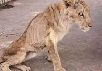 Kasihan, Singa Ini Terlihat Kurang Gizi dan di Dalam Kebun Binatang