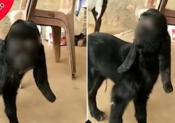 Disembah Warga karena Dianggap Titisan Dewa hingga Sulit Dapat Pasangan, Inilah Kisah Hewan-hewan Mutan Berwajah Manusia