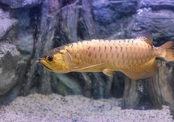 Ada Hal Aneh pada Mulut Ikan Arwana yang Baru Saja Dibeli, Sang Pemilik Kaget Saat Tahu Isinya Bisa Bikin Tajir Melintir