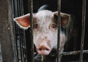 Berniat Memberi Pakan, Pemilik ini Justru Jadi Santapan Babi Setelah Pingsan di Kandang Hewan Peliharaanya