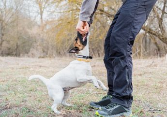 Sering Dikaitkan Akan Ada Orang Dekat yang Mengkhianatimu? Arti Mimpi Digigit Anjing Ternyata Bermakna Hal Ini!
